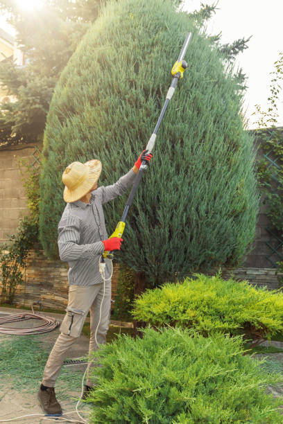 Best Palm Tree Trimming  in Greenwood, DE